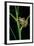 Leptopelis Barbouri (Barbour's Tree Frog)-Paul Starosta-Framed Photographic Print