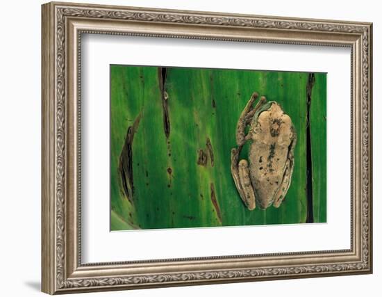Leptopelis Brevirostris (Cameroon Forest Treefrog)-Paul Starosta-Framed Photographic Print