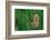 Leptopelis Brevirostris (Cameroon Forest Treefrog)-Paul Starosta-Framed Photographic Print