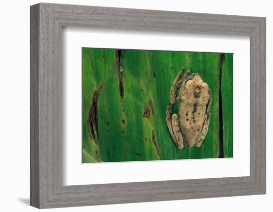 Leptopelis Brevirostris (Cameroon Forest Treefrog)-Paul Starosta-Framed Photographic Print