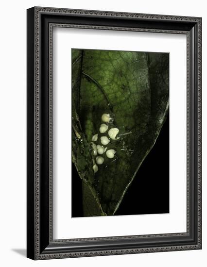 Leptopelis Sp. (Forest Treefrog ) - Eggs-Paul Starosta-Framed Photographic Print