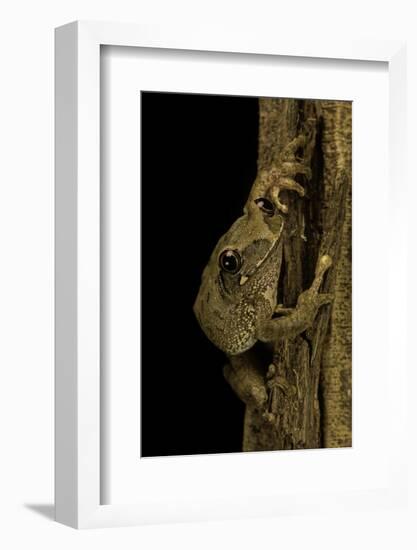 Leptopelis Sp. (Forest Treefrog )-Paul Starosta-Framed Photographic Print