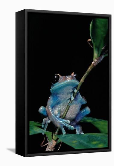 Leptopelis Uluguruensis (Uluguru Forest Treefrog)-Paul Starosta-Framed Premier Image Canvas