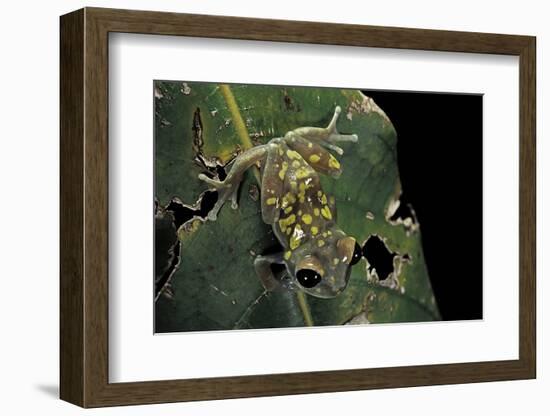 Leptopelis Uluguruensis (Uluguru Forest Treefrog)-Paul Starosta-Framed Photographic Print