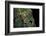 Leptopelis Uluguruensis (Uluguru Forest Treefrog)-Paul Starosta-Framed Photographic Print