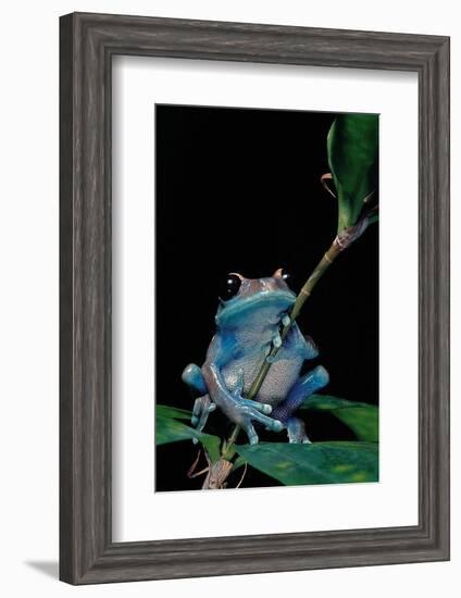 Leptopelis Uluguruensis (Uluguru Forest Treefrog)-Paul Starosta-Framed Photographic Print