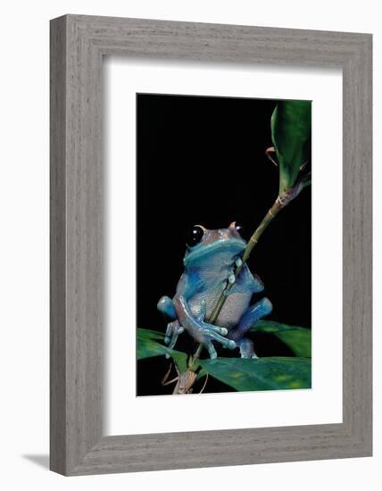 Leptopelis Uluguruensis (Uluguru Forest Treefrog)-Paul Starosta-Framed Photographic Print