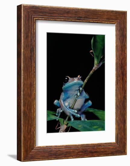 Leptopelis Uluguruensis (Uluguru Forest Treefrog)-Paul Starosta-Framed Photographic Print