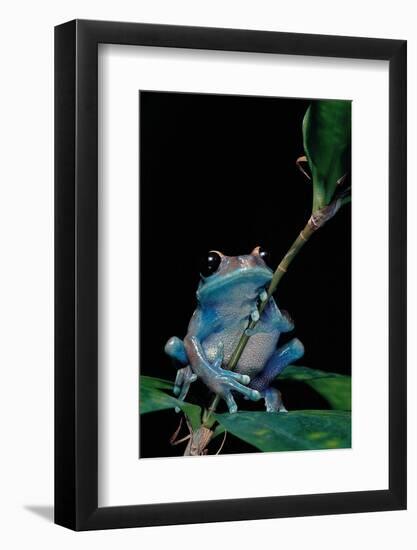 Leptopelis Uluguruensis (Uluguru Forest Treefrog)-Paul Starosta-Framed Photographic Print