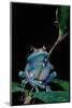 Leptopelis Uluguruensis (Uluguru Forest Treefrog)-Paul Starosta-Mounted Photographic Print