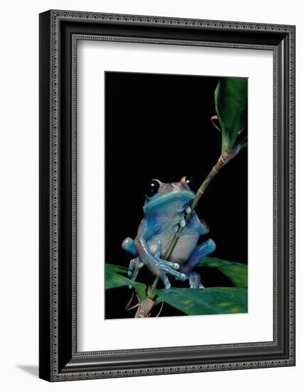 Leptopelis Uluguruensis (Uluguru Forest Treefrog)-Paul Starosta-Framed Photographic Print