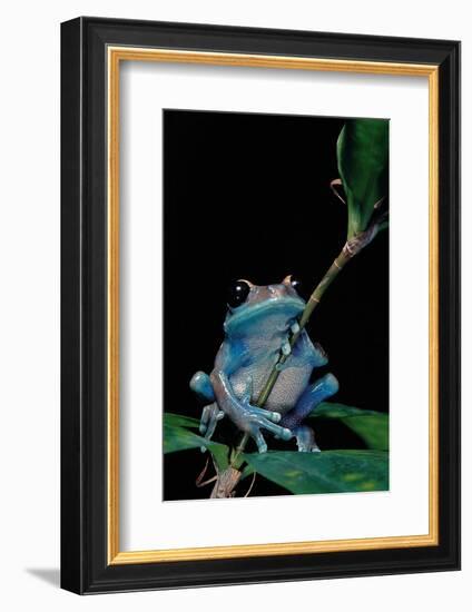 Leptopelis Uluguruensis (Uluguru Forest Treefrog)-Paul Starosta-Framed Photographic Print