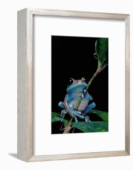 Leptopelis Uluguruensis (Uluguru Forest Treefrog)-Paul Starosta-Framed Photographic Print