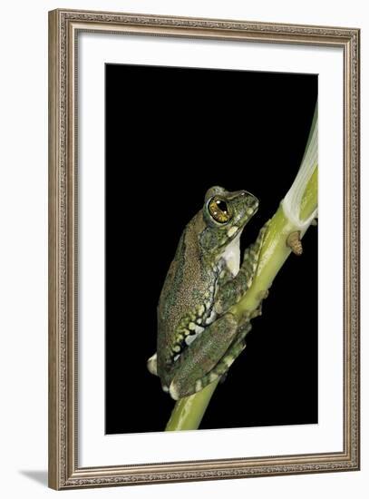 Leptopelis Vermiculatus (Amani Forest Treefrog, Big-Eyed Treefrog)-Paul Starosta-Framed Photographic Print