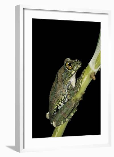 Leptopelis Vermiculatus (Amani Forest Treefrog, Big-Eyed Treefrog)-Paul Starosta-Framed Photographic Print