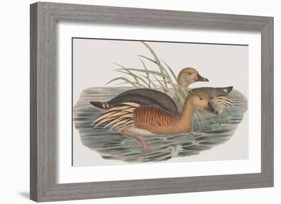 Leptotarsis Eytoni-John Gould-Framed Giclee Print