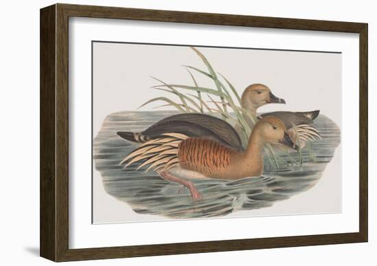 Leptotarsis Eytoni-John Gould-Framed Giclee Print