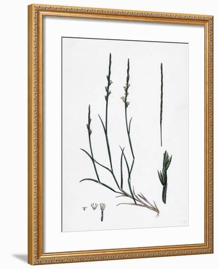 Lepturus Filiformis Sea Hard-Grass-null-Framed Giclee Print