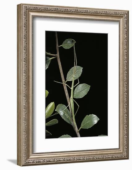 Leptynia Hispanica (Spanish Stick Insect)-Paul Starosta-Framed Photographic Print