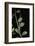 Leptynia Hispanica (Spanish Stick Insect)-Paul Starosta-Framed Photographic Print