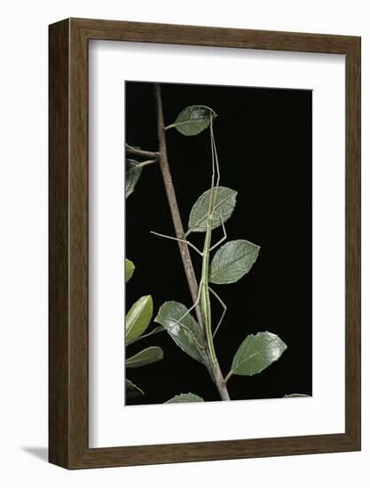 Leptynia Hispanica (Spanish Stick Insect)-Paul Starosta-Framed Photographic Print