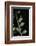 Leptynia Hispanica (Spanish Stick Insect)-Paul Starosta-Framed Photographic Print