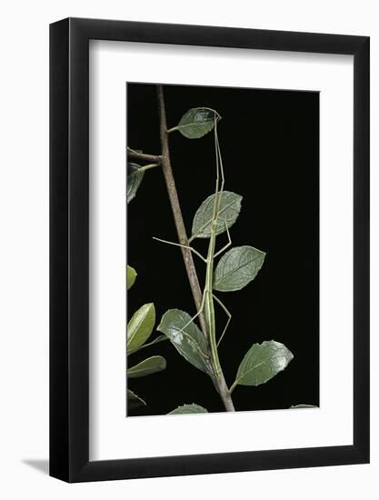 Leptynia Hispanica (Spanish Stick Insect)-Paul Starosta-Framed Photographic Print