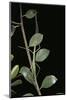 Leptynia Hispanica (Spanish Stick Insect)-Paul Starosta-Mounted Photographic Print