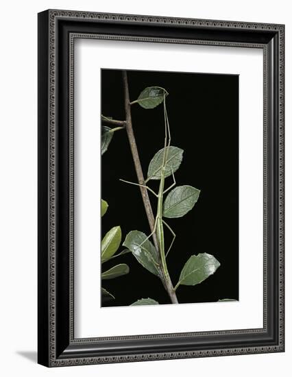 Leptynia Hispanica (Spanish Stick Insect)-Paul Starosta-Framed Photographic Print