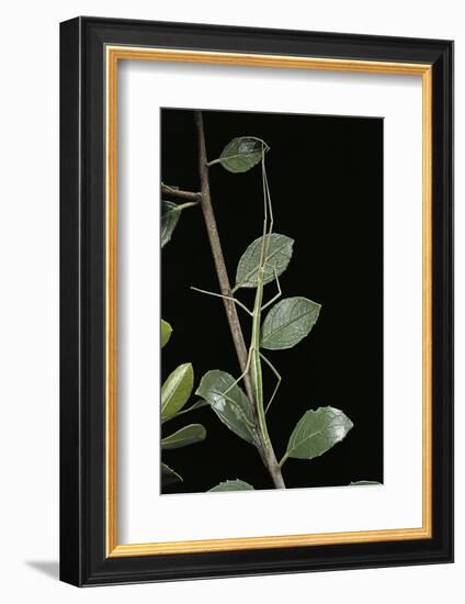 Leptynia Hispanica (Spanish Stick Insect)-Paul Starosta-Framed Photographic Print
