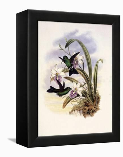 Lerch's Sapphire, Timolia Lerchi-John Gould-Framed Premier Image Canvas