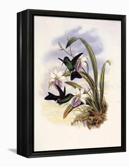 Lerch's Sapphire, Timolia Lerchi-John Gould-Framed Premier Image Canvas