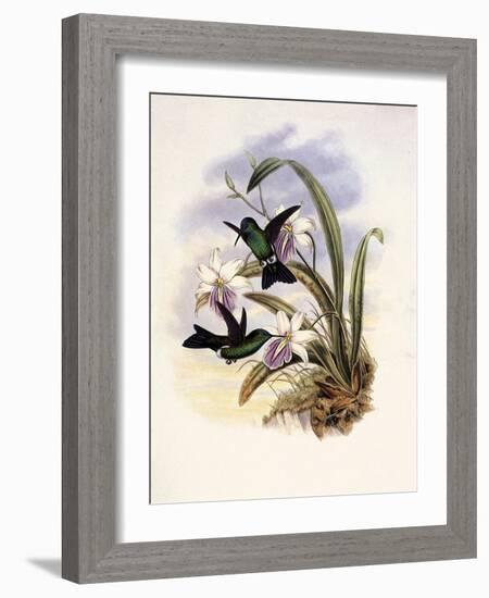 Lerch's Sapphire, Timolia Lerchi-John Gould-Framed Giclee Print