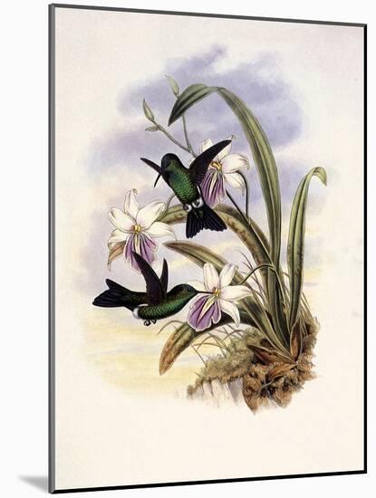 Lerch's Sapphire, Timolia Lerchi-John Gould-Mounted Giclee Print