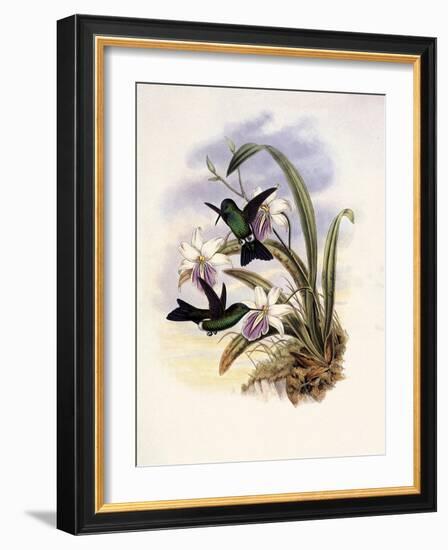 Lerch's Sapphire, Timolia Lerchi-John Gould-Framed Giclee Print