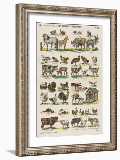 Les animaux domestiques-null-Framed Giclee Print