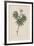 Les Botaniques IV-Georg Dionysius Ehret-Framed Giclee Print
