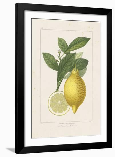 Les Citrons I-A^ Poiteau-Framed Giclee Print