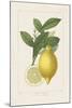 Les Citrons I-A^ Poiteau-Mounted Giclee Print