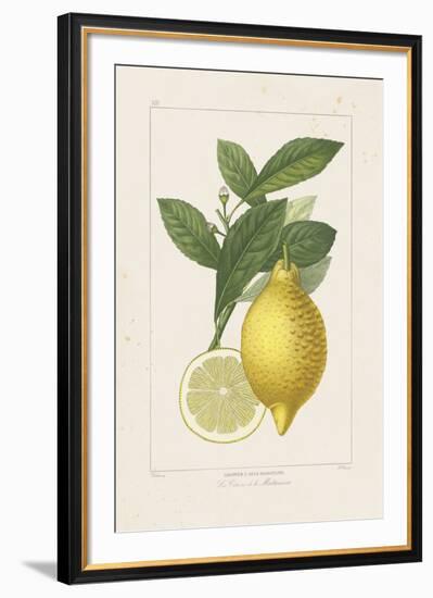 Les Citrons I-A^ Poiteau-Framed Giclee Print