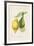 Les Citrons II-A^ Poiteau-Framed Giclee Print