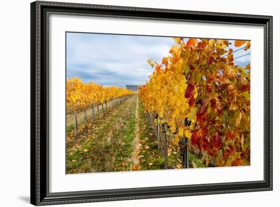 Les Collines Vineyard in Autumn, Walla Walla, Washington, USA-Richard Duval-Framed Photographic Print