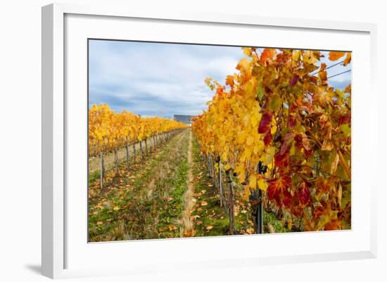 Les Collines Vineyard in Autumn, Walla Walla, Washington, USA-Richard Duval-Framed Photographic Print