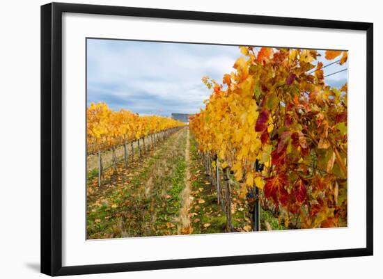 Les Collines Vineyard in Autumn, Walla Walla, Washington, USA-Richard Duval-Framed Photographic Print