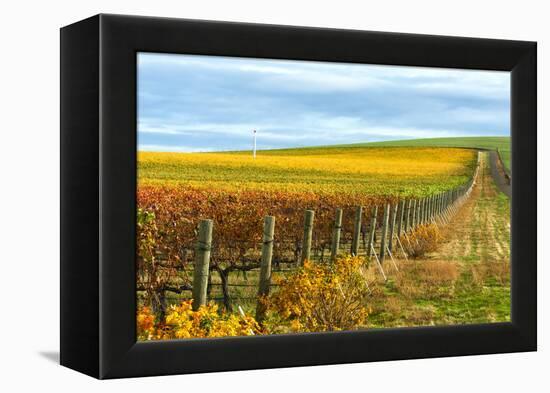 Les Collines Vineyard in Autumn, Walla Walla, Washington, USA-Richard Duval-Framed Premier Image Canvas