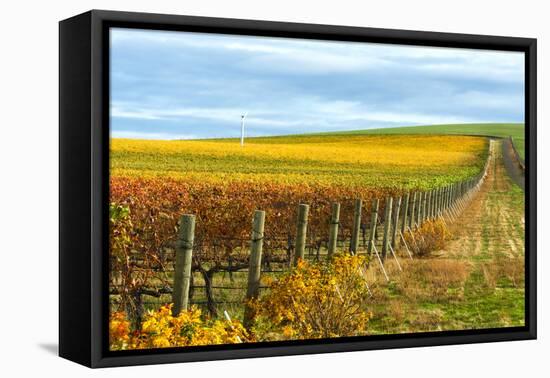 Les Collines Vineyard in Autumn, Walla Walla, Washington, USA-Richard Duval-Framed Premier Image Canvas