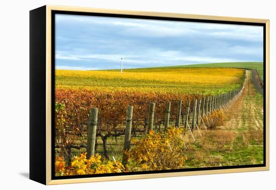 Les Collines Vineyard in Autumn, Walla Walla, Washington, USA-Richard Duval-Framed Premier Image Canvas