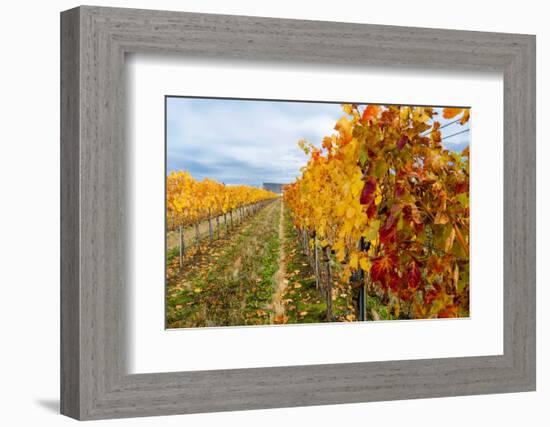 Les Collines Vineyard in Autumn, Walla Walla, Washington, USA-Richard Duval-Framed Photographic Print