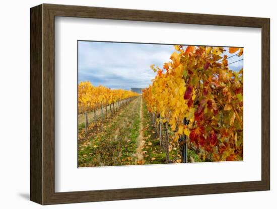 Les Collines Vineyard in Autumn, Walla Walla, Washington, USA-Richard Duval-Framed Photographic Print