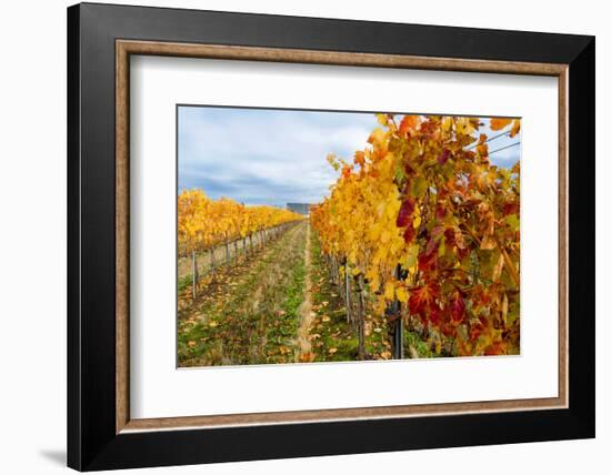 Les Collines Vineyard in Autumn, Walla Walla, Washington, USA-Richard Duval-Framed Photographic Print